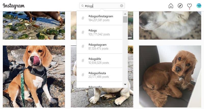 Dog Hashtags Take A Paws To Read This 21 Guide