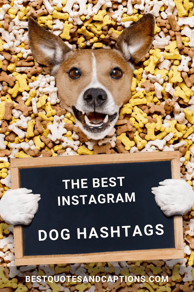 Trending Dog Hashtags Instagram 2024 - Elle Nissie