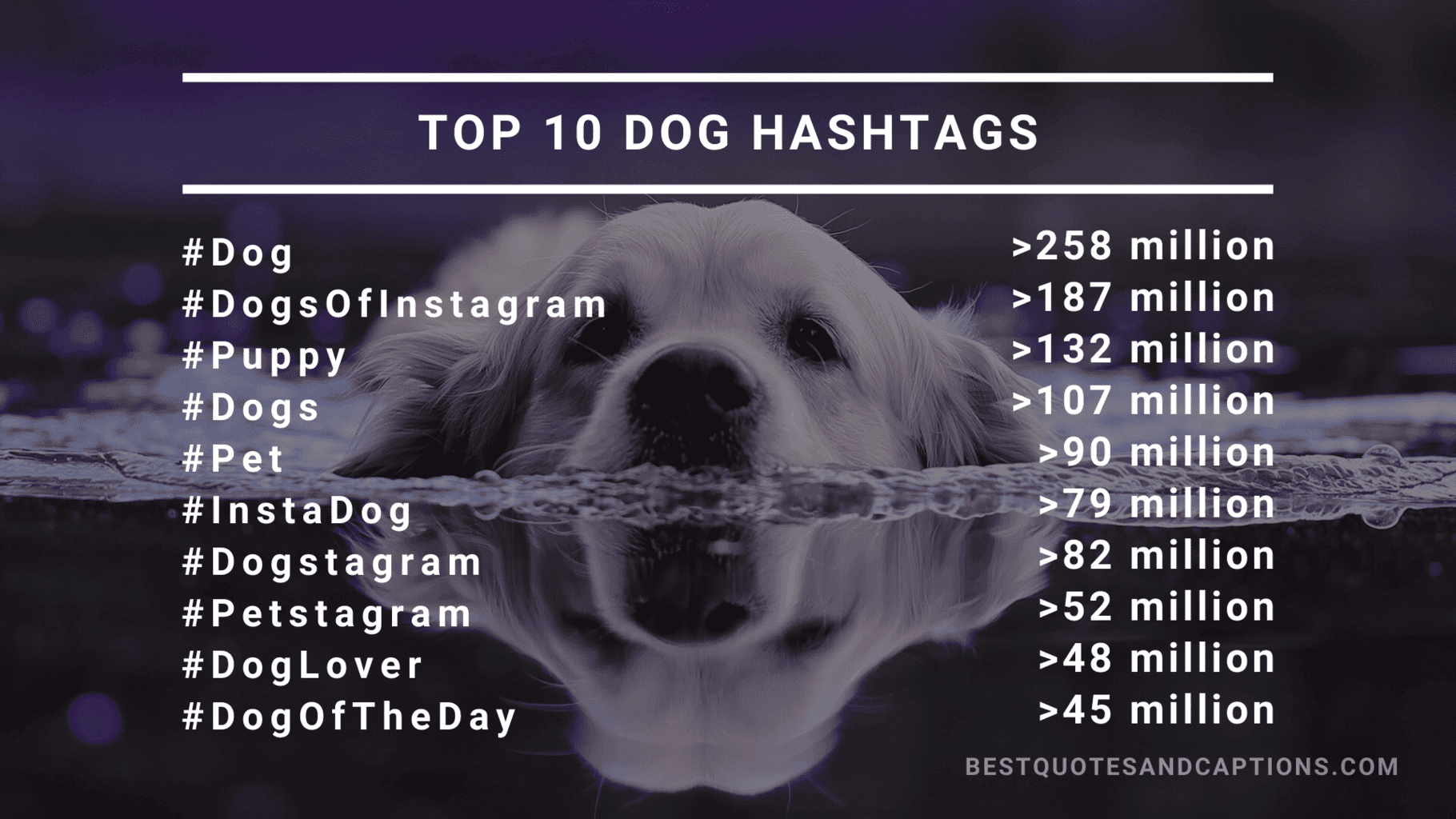 Trending Dog Hashtags Instagram 2024 - Elle Nissie